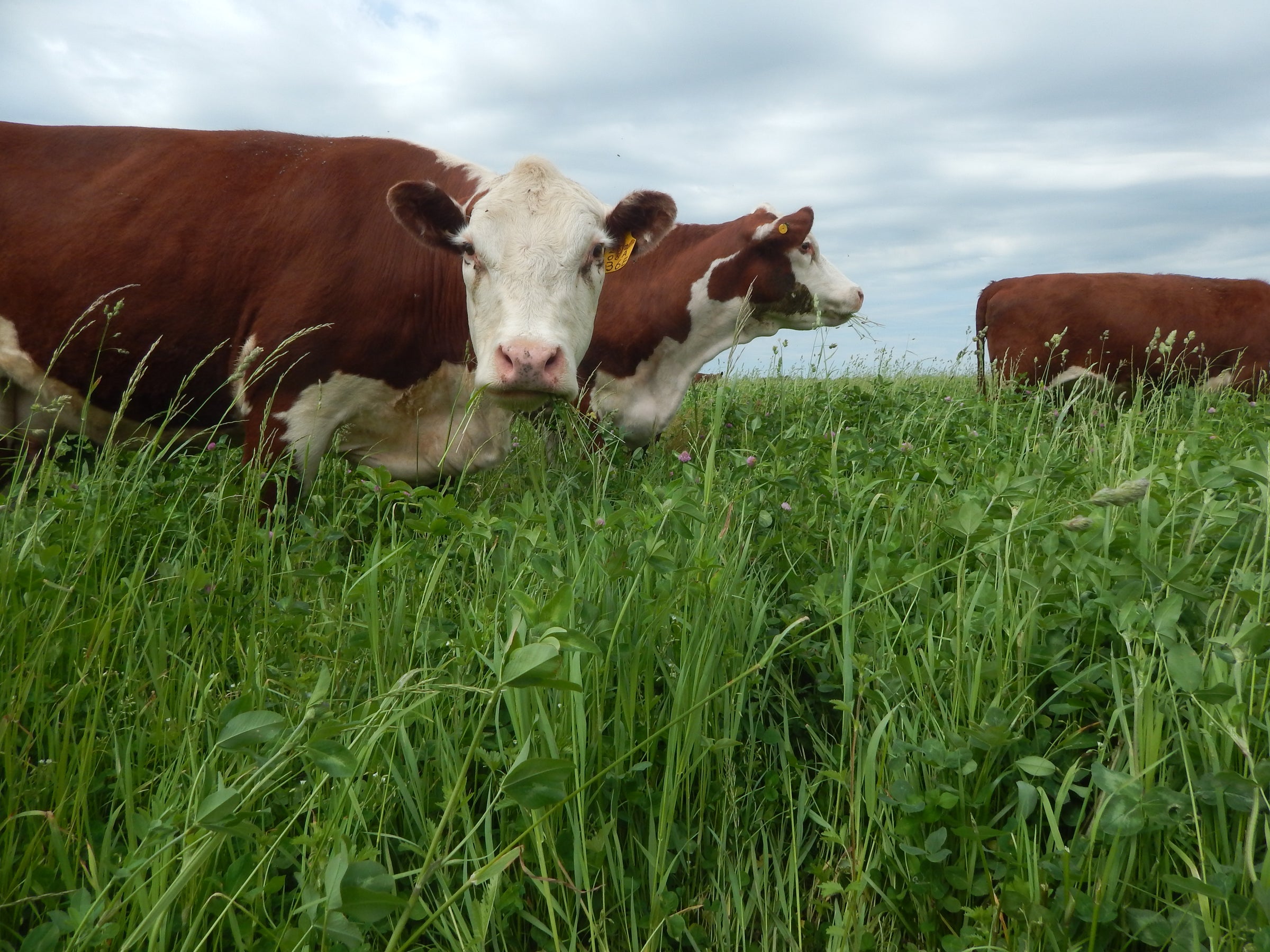 Grass-Fed Beef – Growing Broke Farm